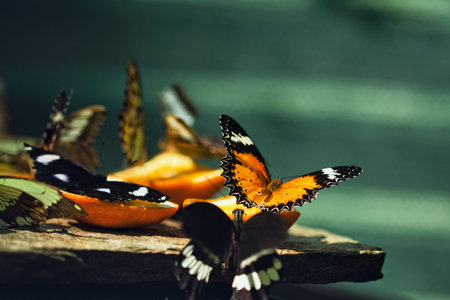 Colorful Butterflies Feeding on Orange Slices in a Tropical Butterfly House in ChiÈinÄu Park , Moldovaの写真素材