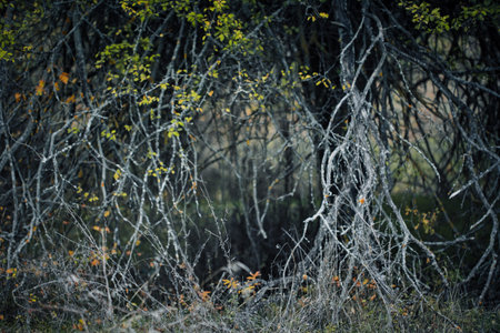 Dense forest undergrowth with twisted bare branches and sparse autumn leaves, creating a moody...