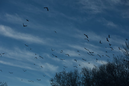 Flock of black birds perched and flying among tree branches against a dramatic cloudy blue sky,...
