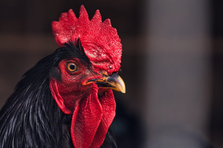Close-Up Portrait of a Black Rooster with Bright Red Comb
Close-up portrait of a black domestic rooster with a vivid red comb and wattles.