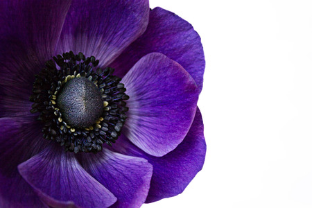 Beautiful Flower Isolated on White Backgroundの写真素材