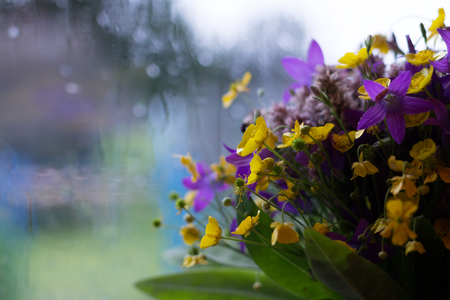 Still Life of Summer Flowers against the Background of a Rainy Windowの写真素材