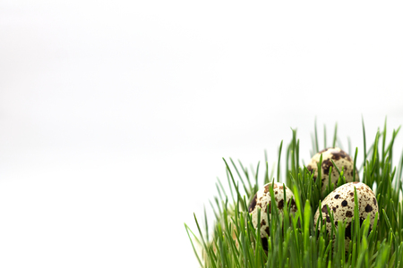 Quail eggs in the Green Grass. Copy Spaceの写真素材