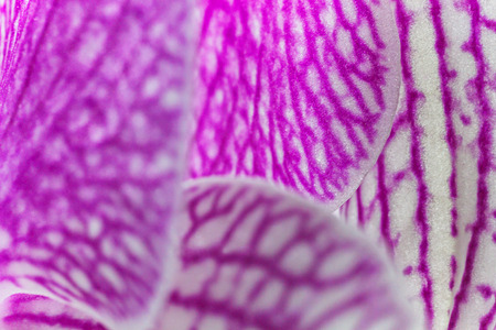 Purple Background. Macro Texture of the Petal of Orchidsの写真素材