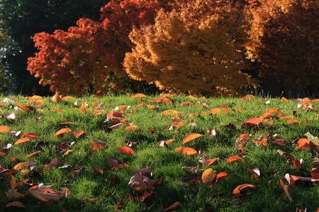 Lake Washington Blvd autumn season