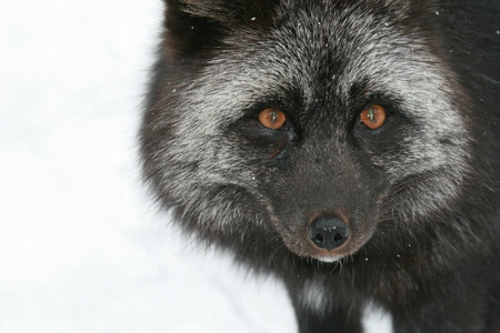  Head on frontal face only view of black and gray mature Cascade Fox