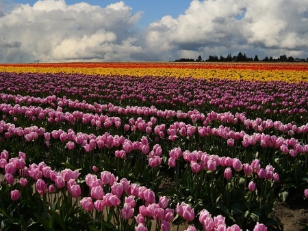 Landscape of tulip fields in skagit valley washington. Purple colored tulips take up lower two...