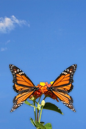 Two Monarch butterflys facing each other and alit on a flower Background of blue sky with a few small clouds Done in portrait style  Great for a greeting card  Or の写真素材