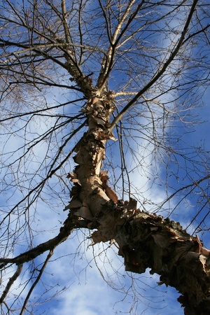 Portrait style Photo of Heritage River Birch tree looking skyward  No leaves as this is a winter time photo, but a great view of the trees naturally peeling bark with blue sky and clouds above の写真素材