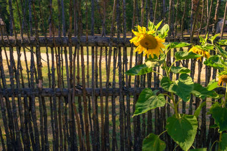 Sunflowers growing by a braided fence. A village in Poland.の写真素材