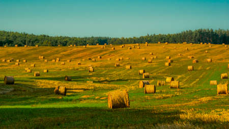 Bales of straw on the field with forest in the background.の写真素材
