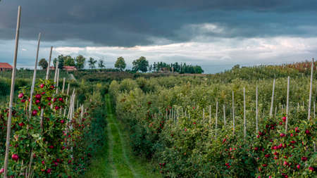 Red apples on young apple trees. Dark clouds over the orchard. September, sunset, Poland.の写真素材