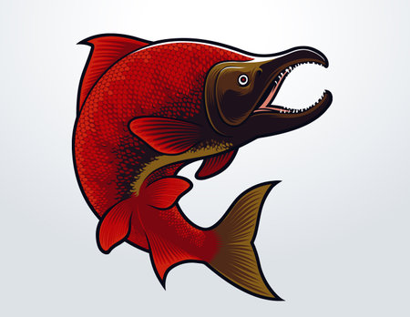 Illustration of Sockeye Salmon Fish for design or illustration elementsのイラスト素材