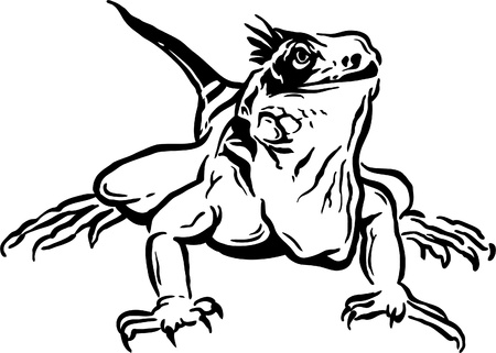 illustrated leguanのイラスト素材