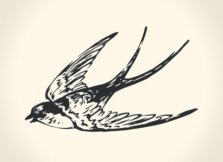 Vintage illustration of swallowのイラスト素材