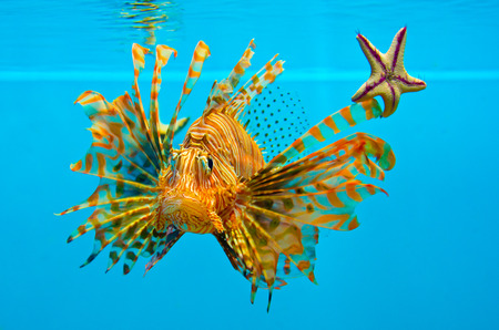 fishの写真素材