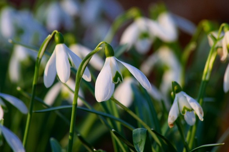 Snowdropの写真素材