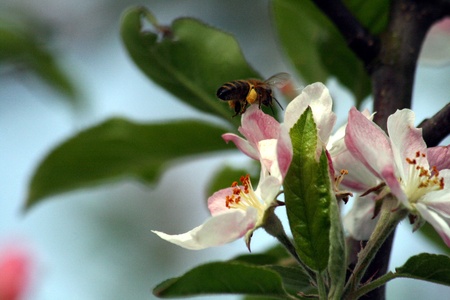 blossom of an apple tree with bees