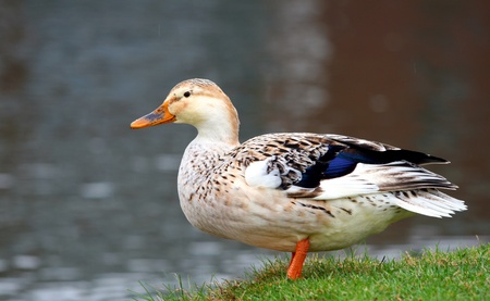 duck swimming in the sunの写真素材