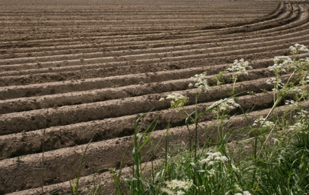 field with potato plantsの写真素材