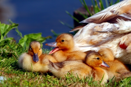 Chicks and ducklings enjoy the sun and each other.