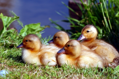 Chicks and ducklings enjoy the sun and each other.の写真素材