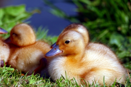 Chicks and ducklings enjoy the sun and each other.の写真素材