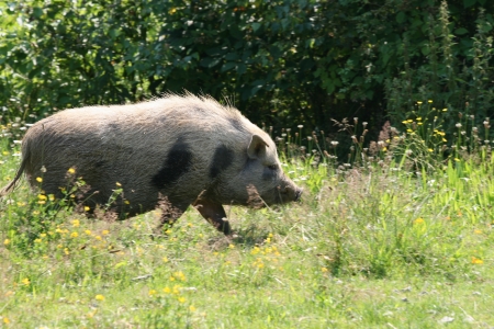 Wild boar run wild aroundの写真素材