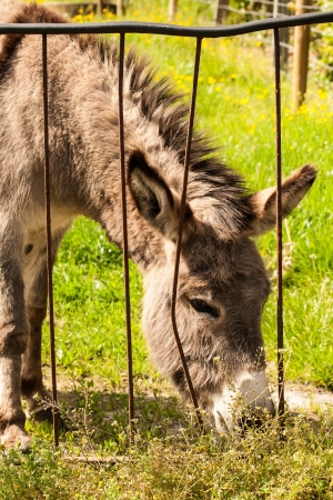 Donkey in a Field in sunny dayの写真素材
