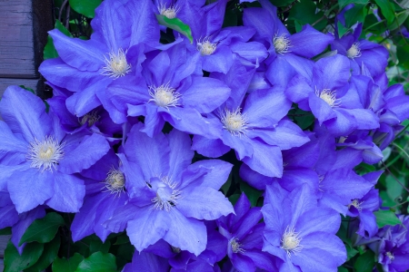 Blue clematis is blooming in the sunの写真素材