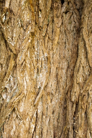 rough surface bark of willowの写真素材