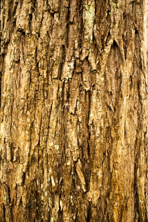 rough surface bark of willowの写真素材
