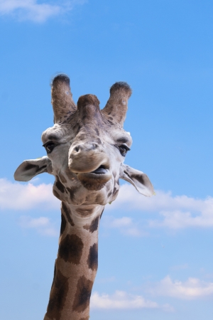 Close-up of a Funny Giraffe in the zooの写真素材