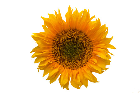 sunflower on white backgroundの写真素材