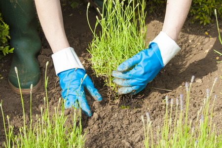 gardening with gloves and boots in the lavender garden の写真素材