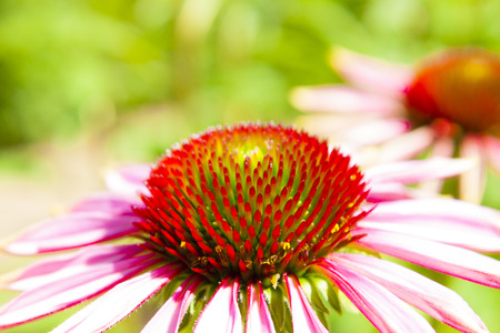 purple coneflower in bloom medicinal herbの写真素材
