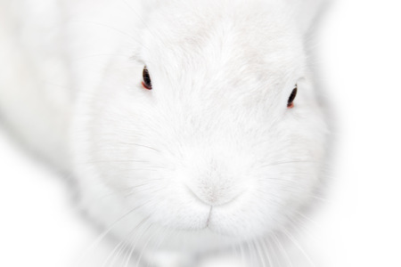 A pretty cute fluffy isolated white bunnyの写真素材