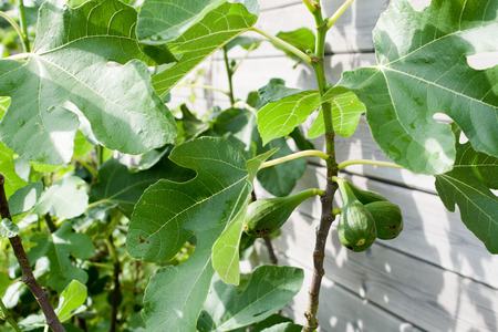 fig tree with beautiful fruits and leaves