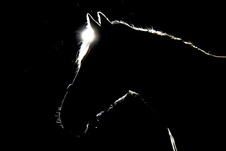 details of horses with backlighting in the meadowの写真素材