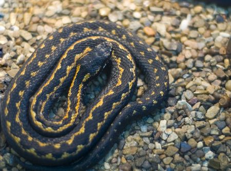 Poison snake