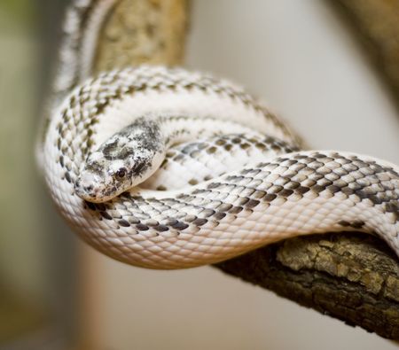 Poison snake