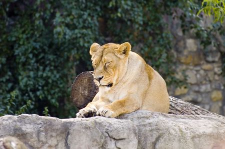 Female lionの写真素材