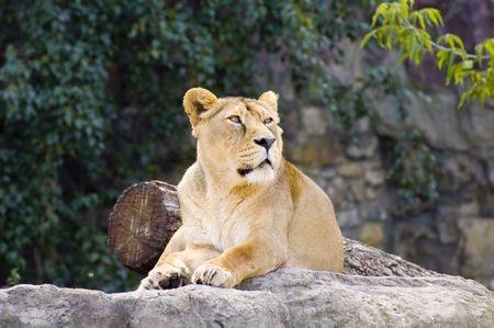 Female lionの写真素材