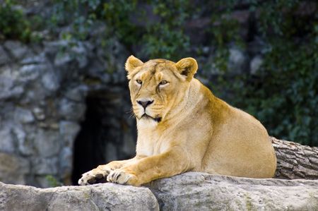 Female lionの写真素材