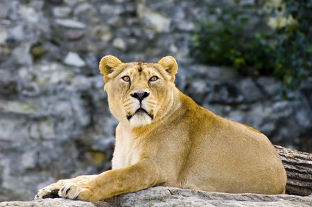 Female lionの写真素材