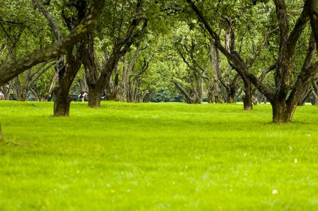 Trees and meadow in parkの写真素材