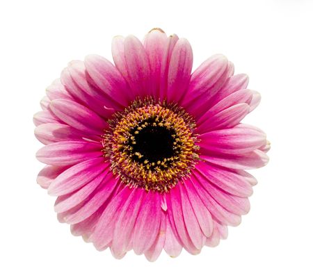 Isolated flowerの写真素材