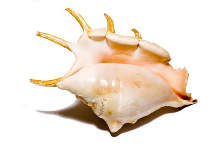 Isolated shell on white backgroundの写真素材