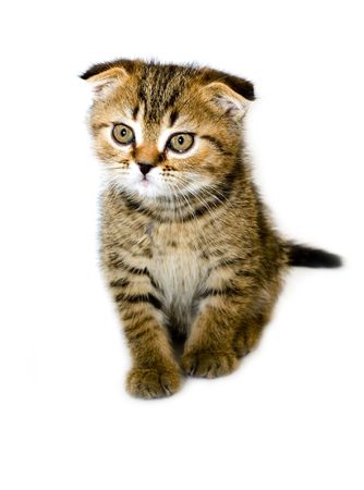 Little kitten isolated on whiteの写真素材
