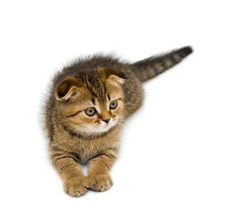 Little kitten isolated on whiteの写真素材